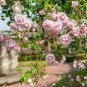 New Dawn White Pink Climbing Rose Plant Flower 50 PCS Seeds