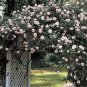New Dawn White Pink Climbing Rose Plant Flower 50 PCS Seeds