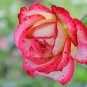 New Fichier Rose Hybrid and Bud Flower Bonsai 50 PCS Seeds