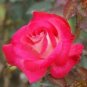 New Fichier Rose Hybrid and Bud Flower Bonsai 50 PCS Seeds