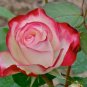 New Fichier Rose Hybrid and Bud Flower Bonsai 50 PCS Seeds