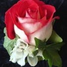 New Fire and Ice Rose 100 PCS Seeds