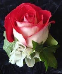 New Fire and Ice Rose 100 PCS Seeds