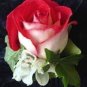 New Fire and Ice Rose 100 PCS Seeds