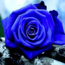New Fresh Blue Rose Shrub Flowers Seeds for Home Garden 400 PCS Seeds