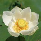 New Fresh Nelumbo Nucifera ''BAIBAN'' Lotus Seeds Hydrophyte 40 PCS Seeds