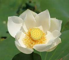 New Fresh Nelumbo Nucifera ''BAIBAN'' Lotus Seeds Hydrophyte 40 PCS Seeds