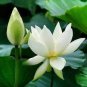 New Fresh Nelumbo Nucifera ''BAIBAN'' Lotus Seeds Hydrophyte 40 PCS Seeds