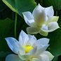 New Fresh Nelumbo Nucifera ''BAIBAN'' Lotus Seeds Hydrophyte 40 PCS Seeds