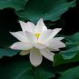 New Fresh Nelumbo Nucifera ''BAIBAN'' Lotus Seeds Hydrophyte 40 PCS Seeds