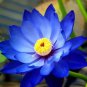 New Fresh Nelumbo Nucifera Blue Lotus 40 PCS Seeds