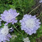 New Fresh Scabiosa Flower Plantas Perennial Home Garden 100 PCS Seeds New Fresh Scabiosa Flower Plantas Perennial Home Garden 100 PCS Seeds