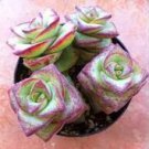 New Fresh Succulents Bonsai Rare Sempervivum Mix Succulent 100 PCS Seeds New Fresh Succulents Bonsai Rare Sempervivum Mix Succulent 100 PCS Seeds