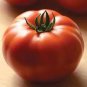 New Genuwine Hybrid Tomato 100 PCS Seeds