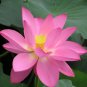 New Fresh Nelumbo Nucifera Pink Lotus 40 PCS Seeds