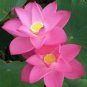 New Fresh Nelumbo Nucifera Pink Lotus 40 PCS Seeds