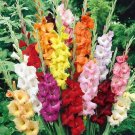 New Gladiolus Perennial Flower 50 PCS Seeds