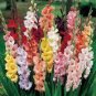 New Gladiolus Perennial Flower 50 PCS Seeds