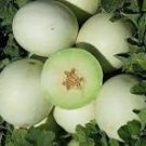 New Green Muskmelon Sweet Melon 20 PCS Seeds