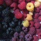 New Heirloom Mix Four different varieties of Rare Raspberry 400 PCS Seeds New Heirloom Mix Four different varieties of Rare Raspberry 400 PCS Seeds