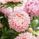 New Heirloom Water Pink Red StripeTree Peony Flower 'Hua Xin' 5 PCS Seeds