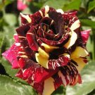 New Hierloom Rose High Germination Rate Stunning Blooms Balcony 20 PCS Seeds