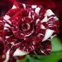 New Hierloom Rose High Germination Rate Stunning Blooms Balcony 20 PCS Seeds