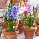 New Hyacinthus Orientalis Bonsai Cheap Hyacinth 50 pcs Seeds