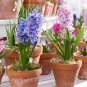 New Hyacinthus Orientalis Bonsai Cheap Hyacinth 50 pcs Seeds