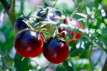 New Hybrid Purple Pearl Cherry Tomato 100 PCS Seeds