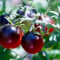 New Hybrid Purple Pearl Cherry Tomato 100 PCS Seeds