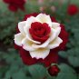 New Hybrid Variety White Red Rose Tree Flower 50 PCS Seeds