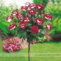 New Hybrid Variety White Red Rose Tree Flower 50 PCS Seeds