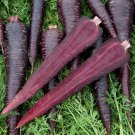 New Imperator-shaped Red Purple Carrot Hybrid 100 PCS Seeds