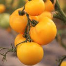 New Japanese Big Yellow Tomato 'Golden Peach' 300 PCS Seeds New Japanese Big Yellow Tomato 'Golden Peach' 300 PCS Seeds