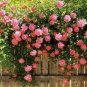 New Kathy Wade Hybrid Rose Shrub Bonsai Flowers 50 PCS Seeds