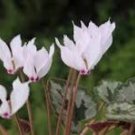New Light Pink Plicated Cyclamen with Red Edge Flower 5 PCS Seeds