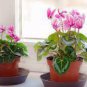 New Light Pink Plicated Cyclamen with Red Edge Flower 5 PCS Seeds