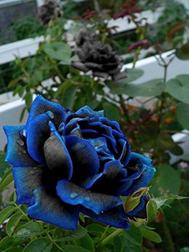 New Midnight Supreme Rose Bush Flower 50 PCS Seeds
