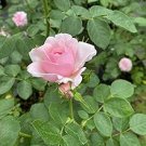 New Midnight Supreme Rose Pink Rose Red Strip Fichier Rose 50 PCS Seeds
