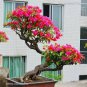 New Mix-color Bougainvillea Santa Rita Bonsai Flowers 50 PCS Seeds