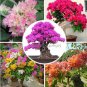 New Mix-color Bougainvillea Santa Rita Bonsai Flowers 50 PCS Seeds