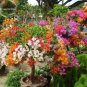 New Mix-color Bougainvillea Santa Rita Bonsai Flowers 50 PCS Seeds