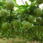 New Passiflora Edulis Passion Fruit 30 PCS Seeds