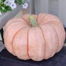 New Pink Pumpkin Vegetables 10 PCS Seeds