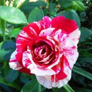 New Pink Rose Red Strip Shrub Flower 50 PCS Seeds New Pink Rose Red Strip Shrub Flower 50 PCS Seeds