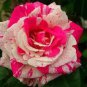 New Pink Rose Red Strip Shrub Flower 50 PCS Seeds