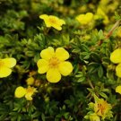 New Potentilla Fruticosa 100 PCS Seeds