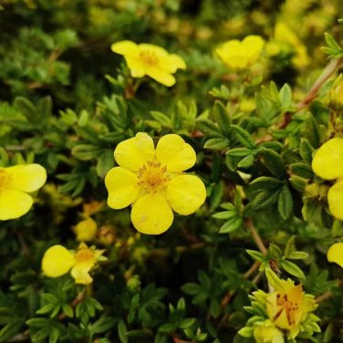 New Potentilla Fruticosa 100 PCS Seeds