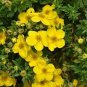 New Potentilla Fruticosa 100 PCS Seeds